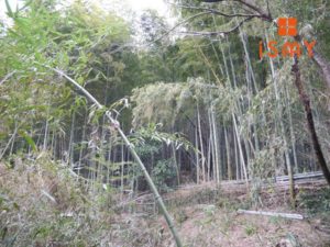 Read more about the article 和歌山市の竹林に囲まれたひっそり佇む癒やしの空間