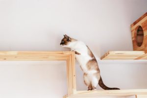 Read more about the article 猫好きにはたまらない家