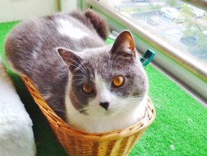 Read more about the article 猫と住む家をつくる